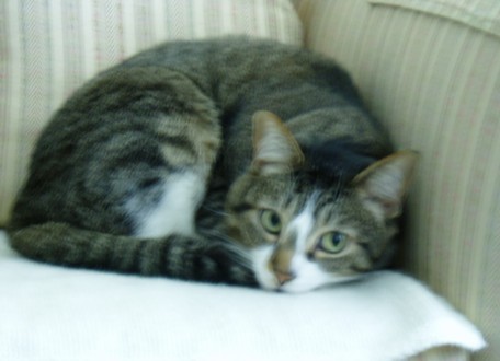 Gratuitous cat photo